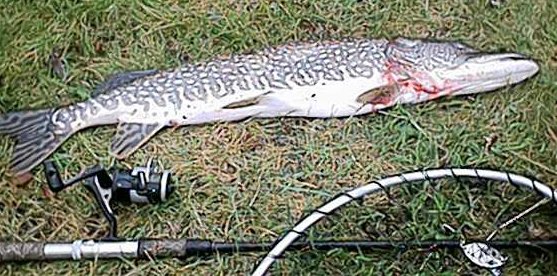 firstpike